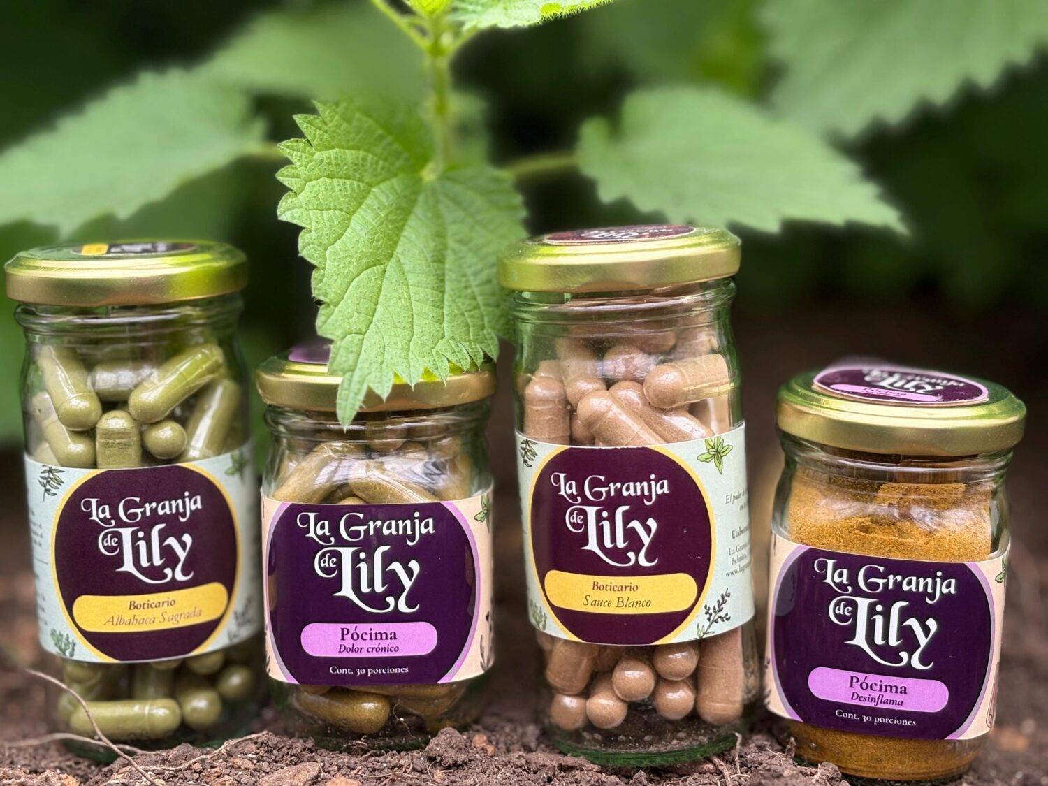 Existen múltiples productos de la Granja de Lily que pueden ayudarte como la albahaca sagrada o tulsi, el sauce blanco, las pocimas dolor crónico y desinflama entre otras