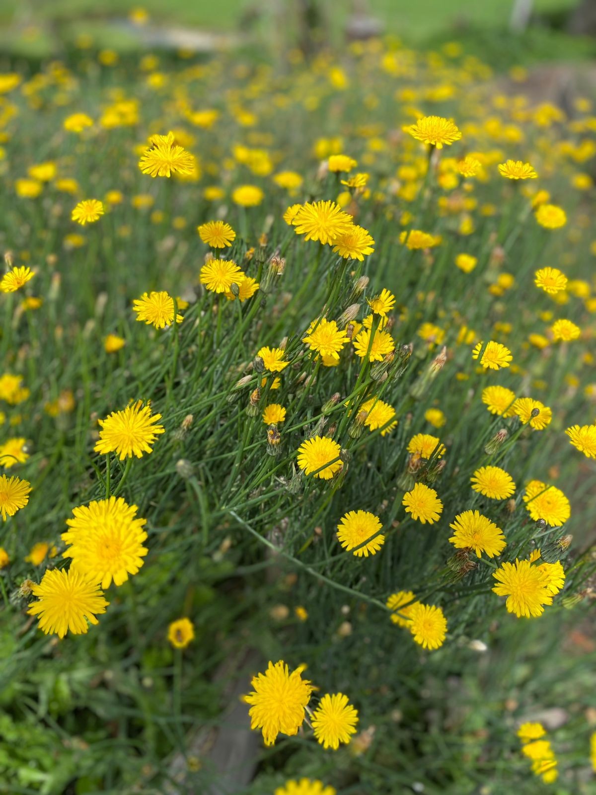 🌞 Plantas que te darán energía y vitalidad de manera natural