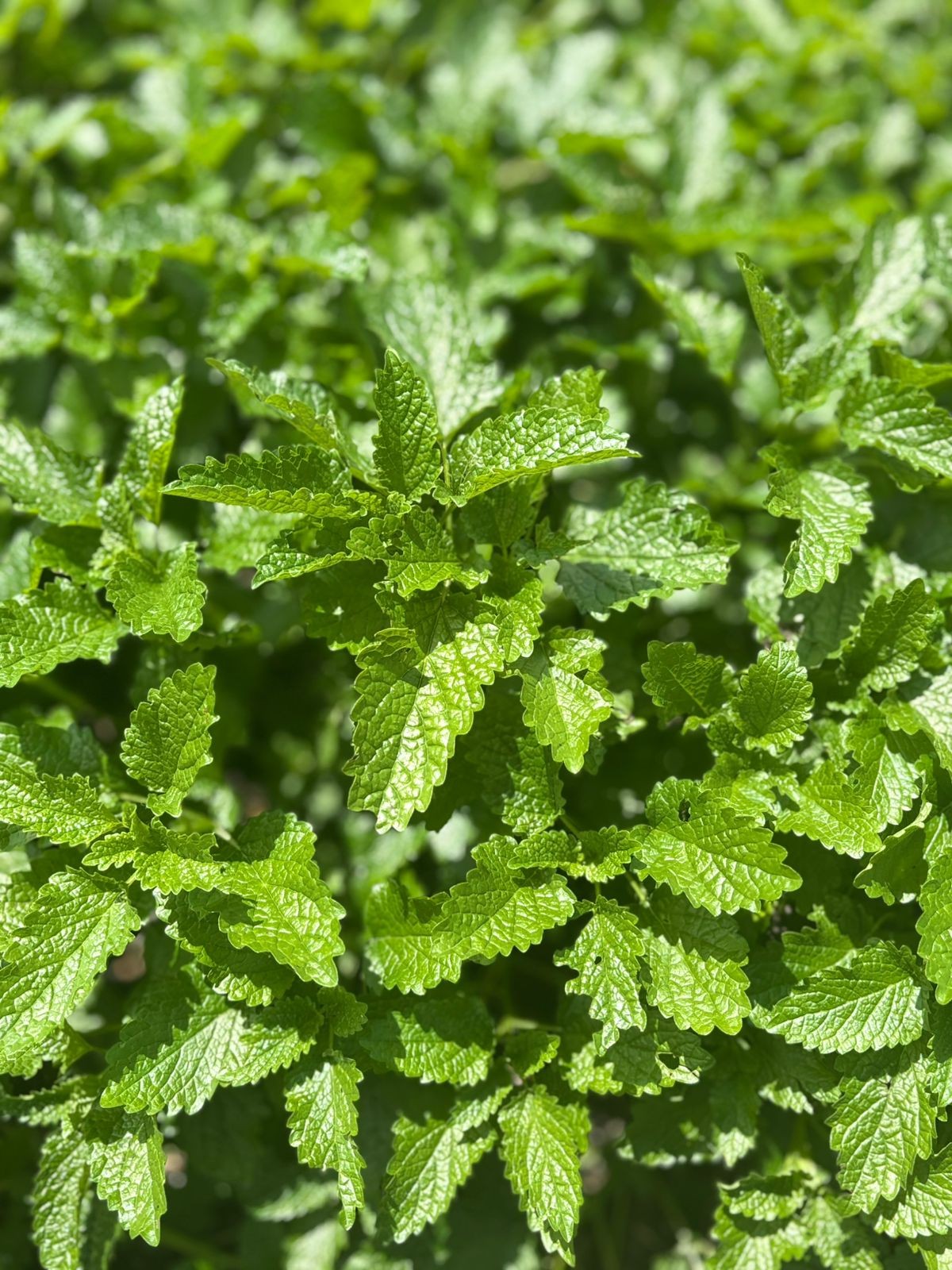 🌙 Cómo dormir mejor de manera natural: plantas, rituales y aromas que calman