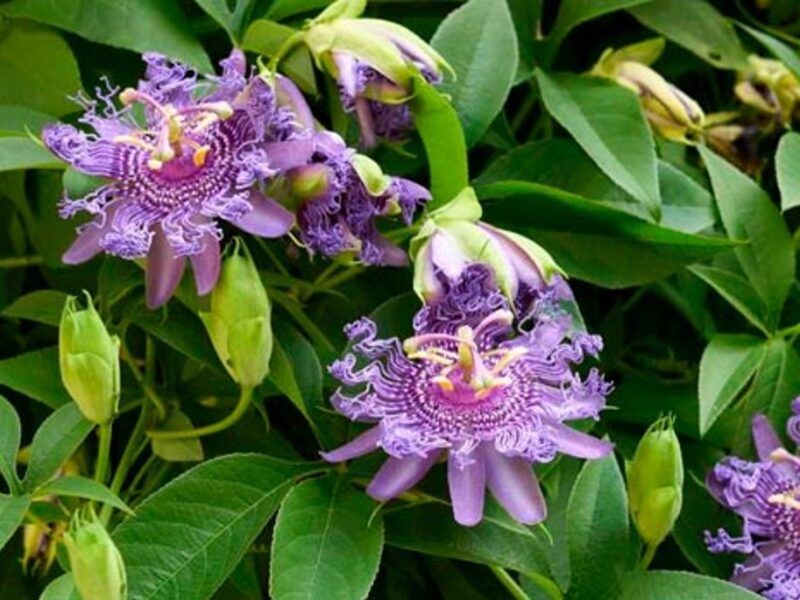 Pasiflora en cápsulas