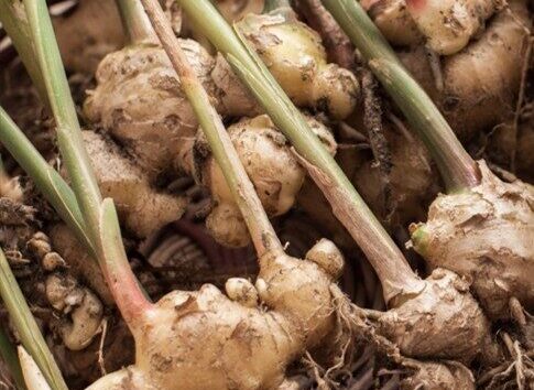 Jengibre en cápsulas