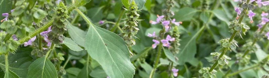 Albahaca Sagrada