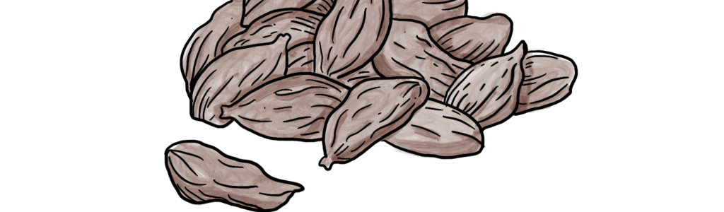Cardamomo