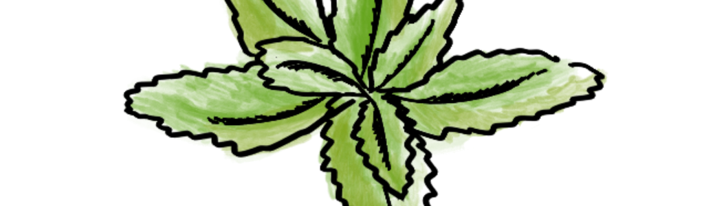 Menta