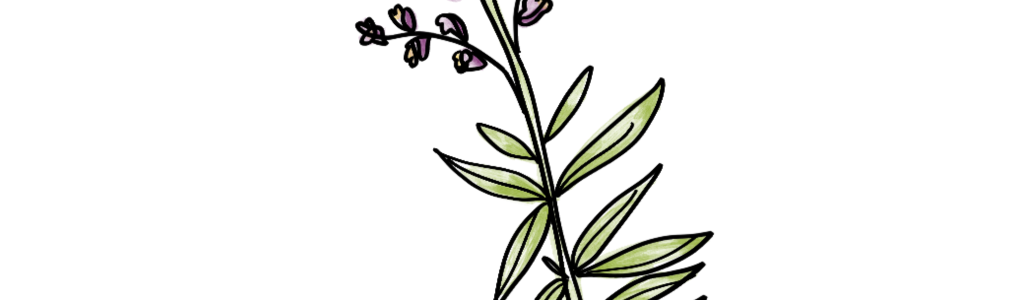 Salvia