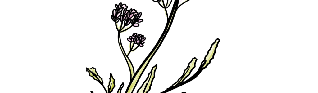 Valeriana