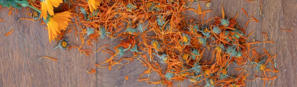 calendula (6)