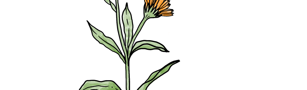 calendula