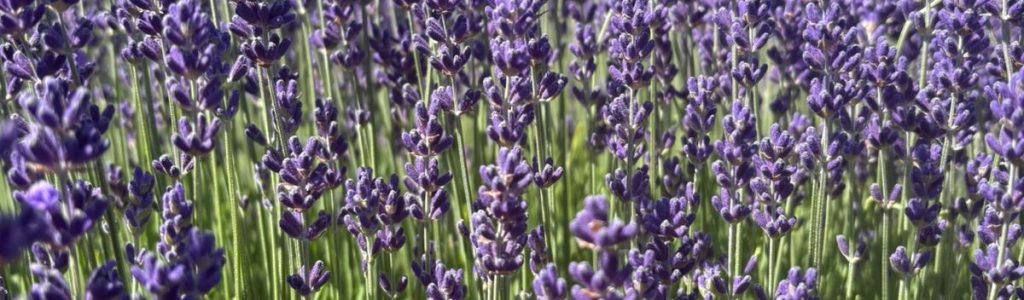 lavanda